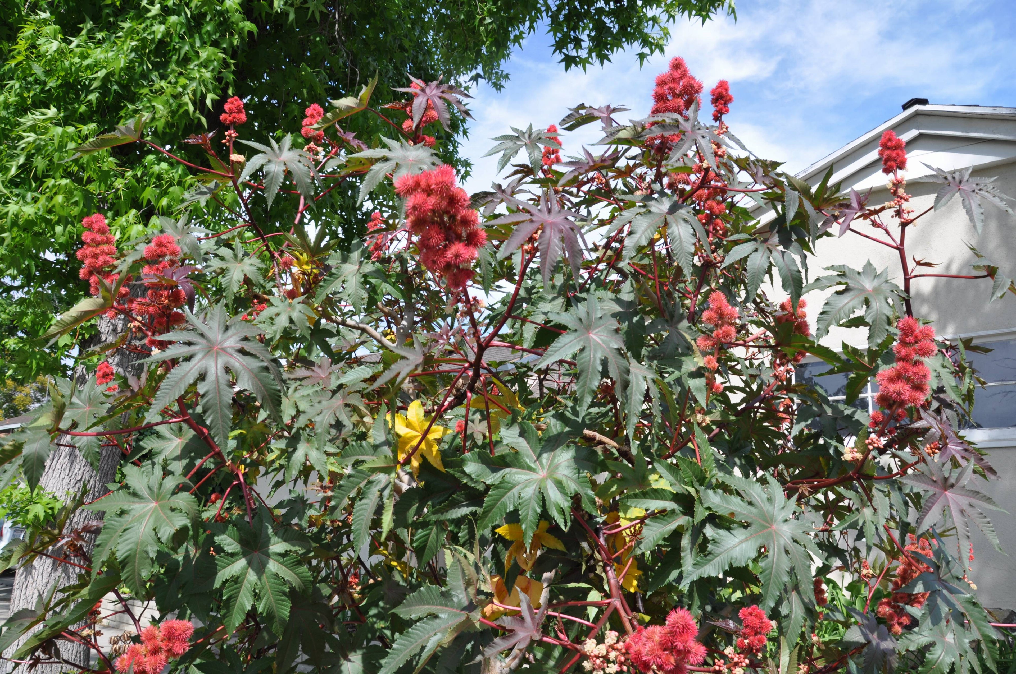 Kmaniche Full Body Care Oil