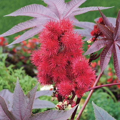 Boost Hair & Beard Growth Oil